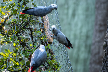papużki na drzewie i na płocie drucianym © Henryk Niestrój