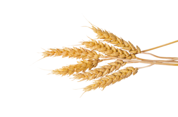 spikelets of wheat isolate on white background. Selection focus. food. 