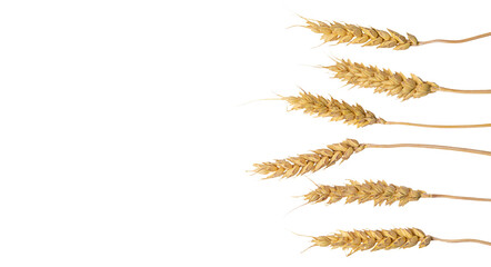 spikelets of wheat isolate on white background. Selection focus. food. 