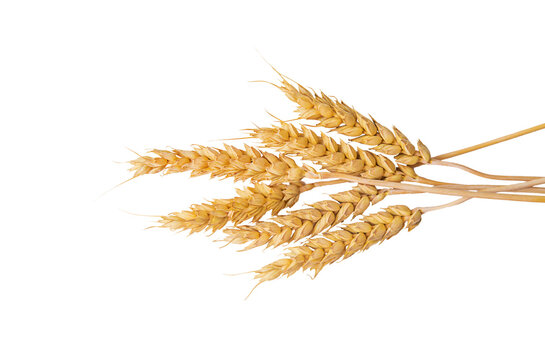 spikelets of wheat isolate on white background. Selection focus. food. 