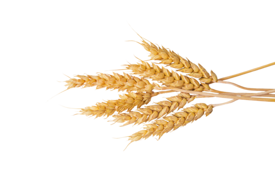 spikelets of wheat isolate on white background. Selection focus. food. 
