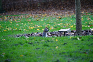 squirrel in the garden