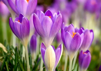 Fototapete Rund Krokusse -  Der Frühling kommt! Der Lenz ist da!  © PhotoArt