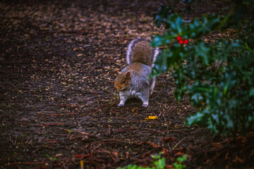 squirrel on the tree