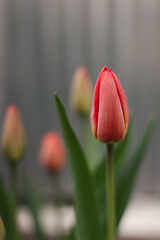 Seasonally blooming tulips. Close up of red tulip buds with green leaves in outdoor garden. The beginning of the blooming of the red tulip.