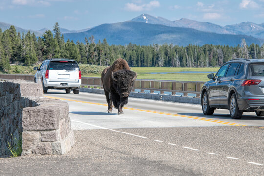 bison on a bridge in yellowstone national park