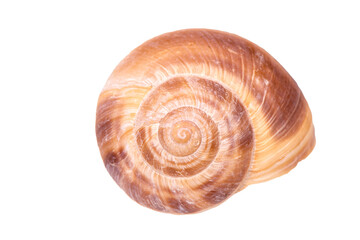 shell of a mussel in ocean