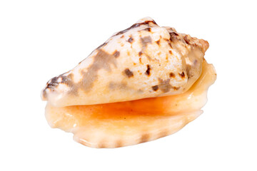 shell of a mussel in ocean