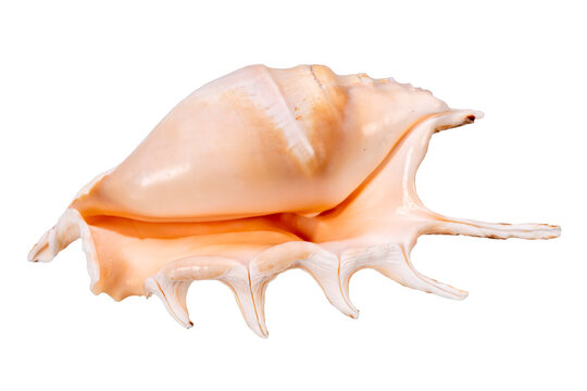 shell of a mussel in ocean
