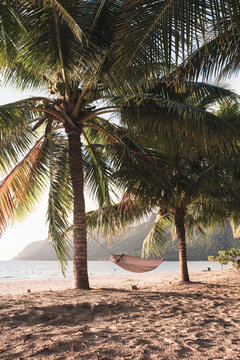 Palm trees on the beach