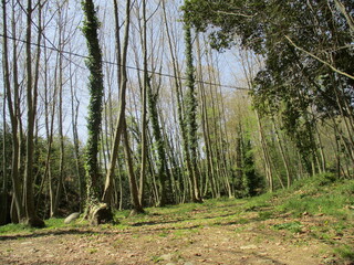 Arboles con hiedra