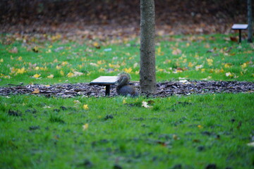 squirrel in the park