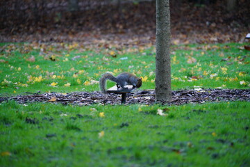 squirrel in the park