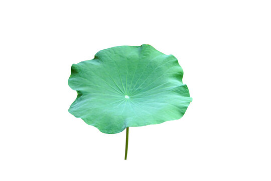 Lotus leaves are used in Buddhist ceremonies.