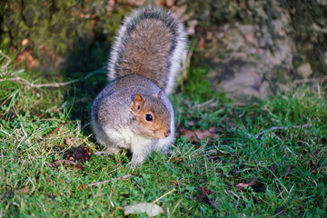squirrel in the park