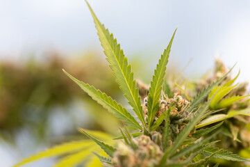 Detail of Cannabis Plant