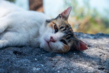 A street cat sleeps on the rocks under a tree in the shade of pine trees against the blue sea on a sunny summer day.