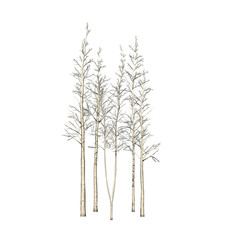 a group of European Aspen in winter isolated on PNG transparent background - use for architectural or garden design - 3D Illustration