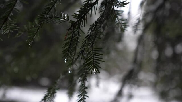 Drops of water slowly flow down from the branches of spruce in the evening, melting snow in winter, macro shot