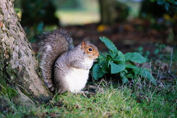 squirrel in the park