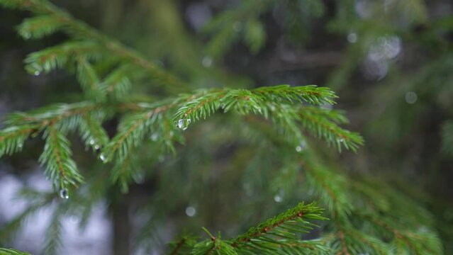 Water drops on spruce branches, melting snow in winter, macro shot