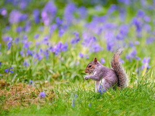Grey squirrel Sciurus carolinensis