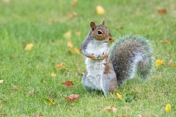 Grey squirrel Sciurus carolinensis