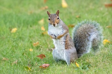 Grey squirrel Sciurus carolinensis