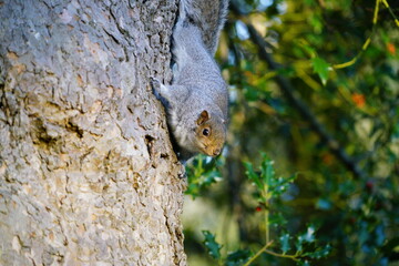 squirrel on tree