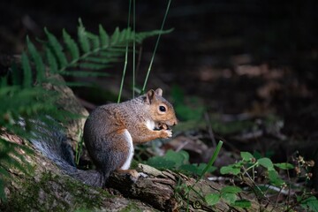 Grey squirrel Sciurus carolinensis