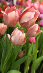 Tulip Salmon Van Eijk, salmon-pink shaded deeper pink, in spring