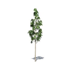 European Aspen tree with shadow on the floor isolated on white background - 3D Illustration