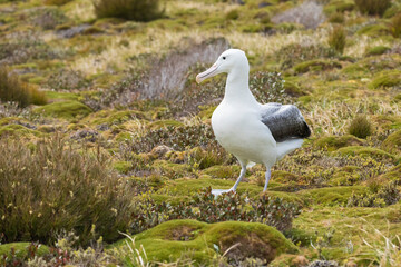 Southern royal albatross (Diomedea epomophora)