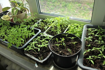 seedlings in containers growing tomato peppers. Horticulture. Summer hobby