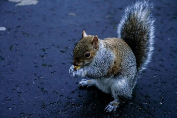 squirrel in the park