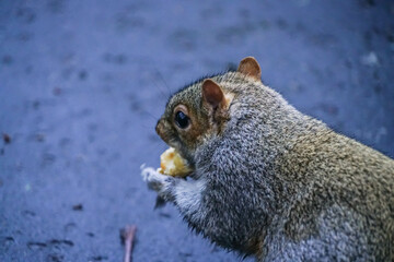 squirrel eating nut