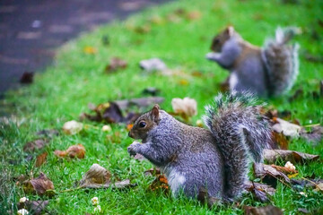 squirrel eating nut