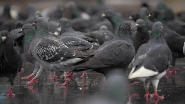A large group of gray pigeons walks along the street in search of food, slow motion