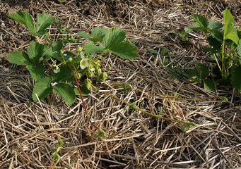 Strawberry plants in a straw mulch