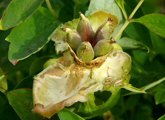 Seed pod of peony