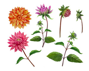set of flowers dahlia isolated