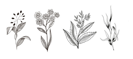 Graphic plants and flowers 