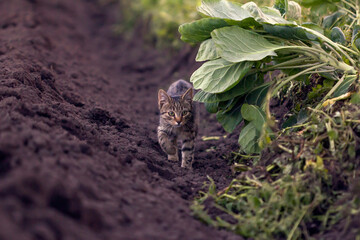 Striped farm cat walking on between freshly ploughed field and cabbage garden