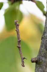 tree branch-like caterpillar