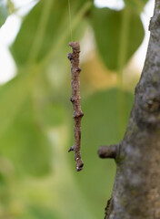 tree branch-like caterpillar