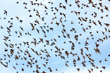 A flock of starling birds Sturnus vulgaris showing multiple birds in motion