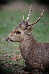 Endangered species, Hog Deer or Axis porcinus.
