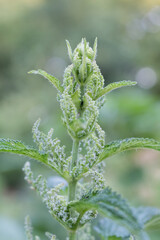 nettle flower