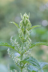 nettle flower