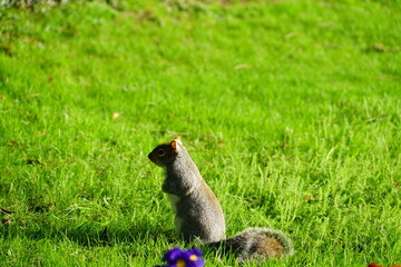 squirrel in the grass